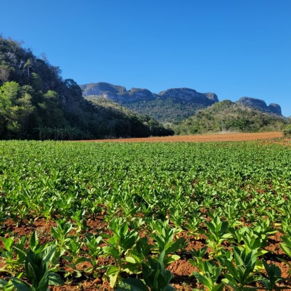 Inolvidable Viaje de La Habana a Viñales en 1 Día