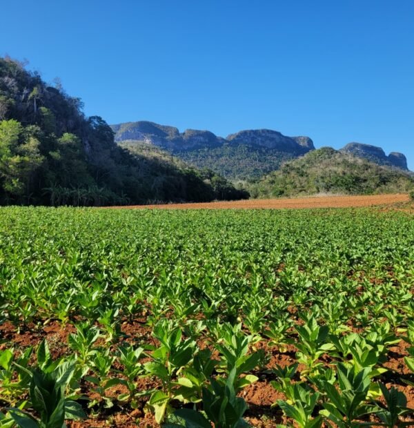 Inolvidable Viaje de La Habana a Viñales en 1 Día